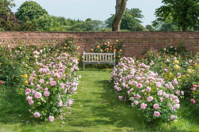 Khu vườn đẹp hơn cổ tích của người được phong danh là Vĩ nhân hoa hồng của thế giới-14