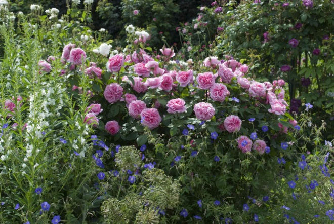 Khu vườn đẹp hơn cổ tích của người được phong danh là Vĩ nhân hoa hồng của thế giới-9