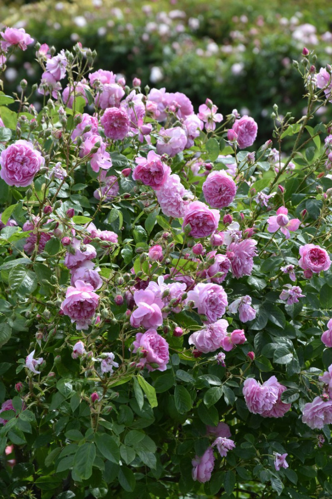 Khu vườn đẹp hơn cổ tích của người được phong danh là Vĩ nhân hoa hồng của thế giới-17