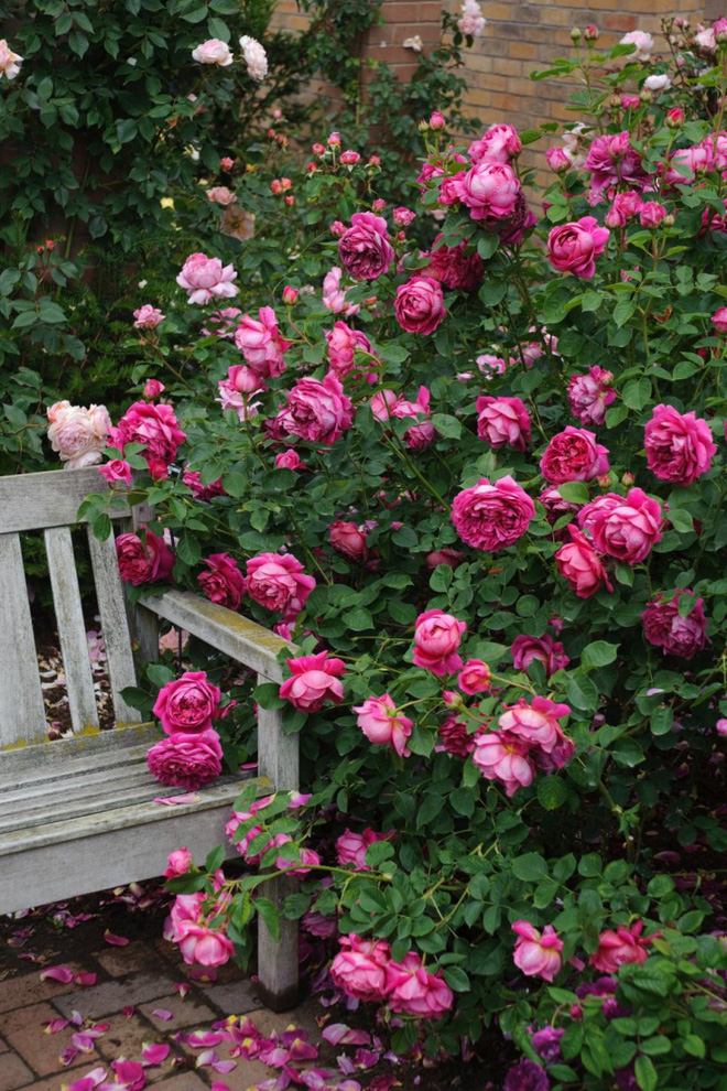 Khu vườn đẹp hơn cổ tích của người được phong danh là &quot;Vĩ nhân hoa hồng của thế giới&quot; - Ảnh 19.