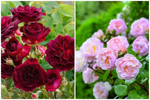 Trồng rau trên sân thượng không khó, nhưng làm sao để thu hoạch được nhiều và nước tưới không bị ngấm xuống nhà thì đây là bí quyết-7