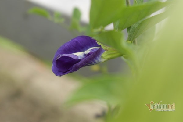 Anh trai nói chị dâu ngoại tình rồi đuổi ra khỏi nhà, thế nhưng đó chỉ là một vở kịch mà anh dựng lên để thuận đường đón nhân tình về chung sống-1