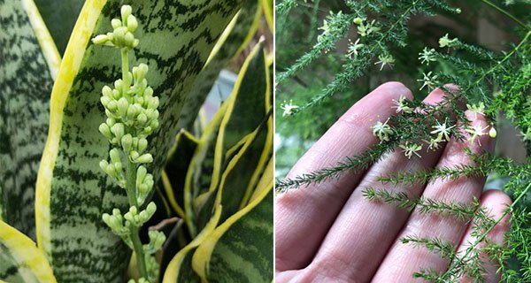 3 cây cảnh rất hiếm nở hoa, nếu nở hoa chứng tỏ điềm lành sắp kéo đến nhà-1