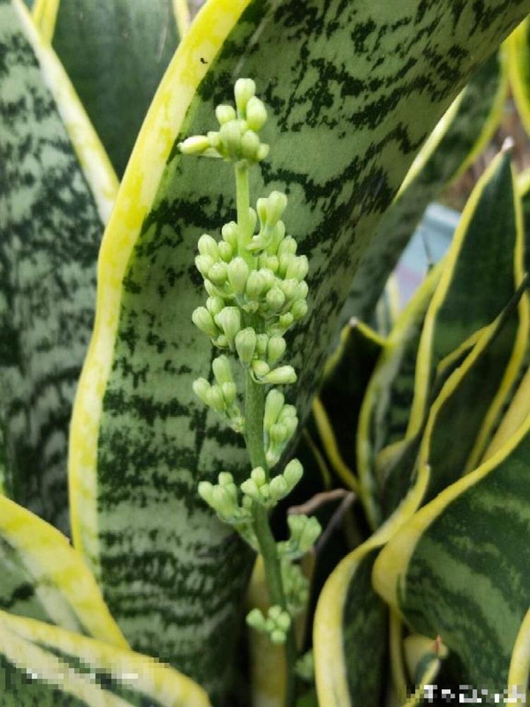 3 cây cảnh rất hiếm nở hoa, nếu nở hoa chứng tỏ điềm lành sắp kéo đến nhà-2