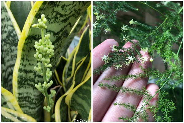 Trồng cây cảnh tốt lành này, như đặt vàng bạc trong nhà, trồng lâu sẽ thành bảo bối-7