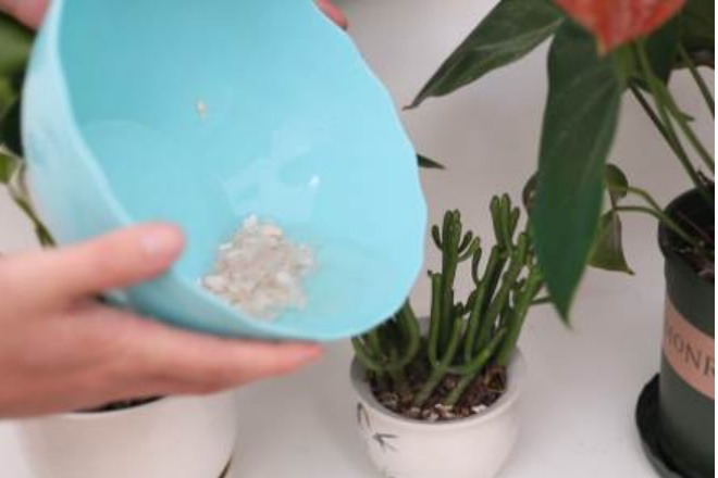 Ném vỏ trứng tương đương với ném tiền, 9/10 gia đình không biết-15