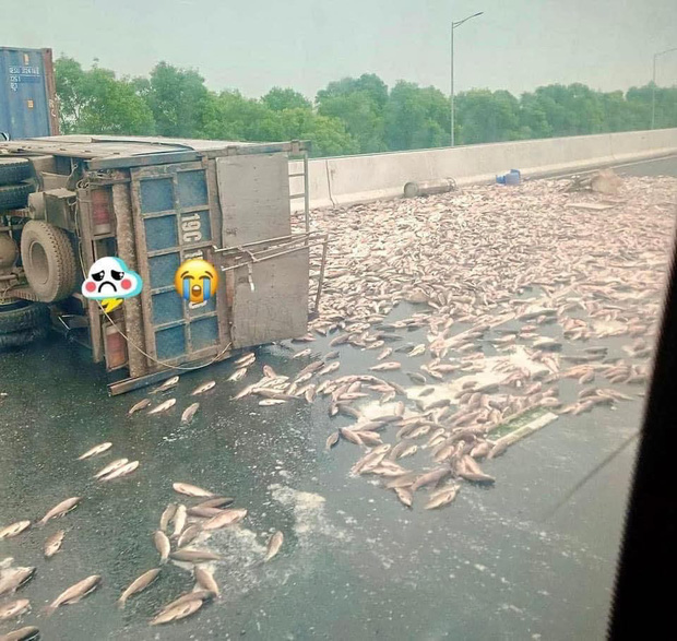 Xe tải nổ lốp lật nghiêng, 2,5 tấn cá rơi vãi phủ kín cả đoạn đường cao tốc-1
