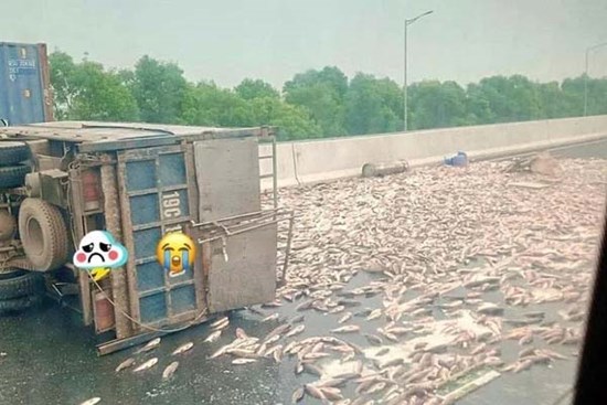 Xe tải nổ lốp lật nghiêng, 2,5 tấn cá rơi vãi phủ kín cả đoạn đường cao tốc