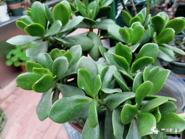 Trồng cây cảnh tốt lành này, như đặt vàng bạc trong nhà, trồng lâu sẽ thành bảo bối-2