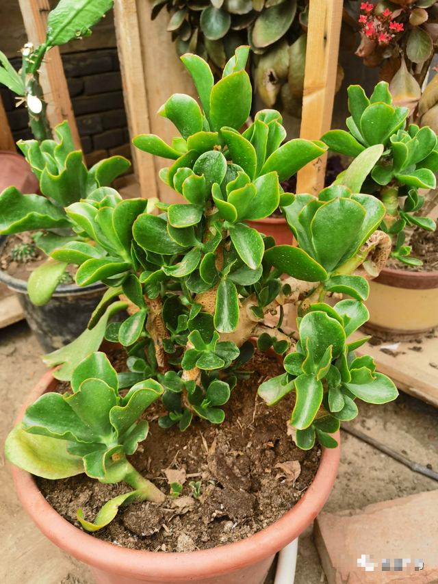 Trồng cây cảnh tốt lành này, như đặt vàng bạc trong nhà, trồng lâu sẽ thành bảo bối-3