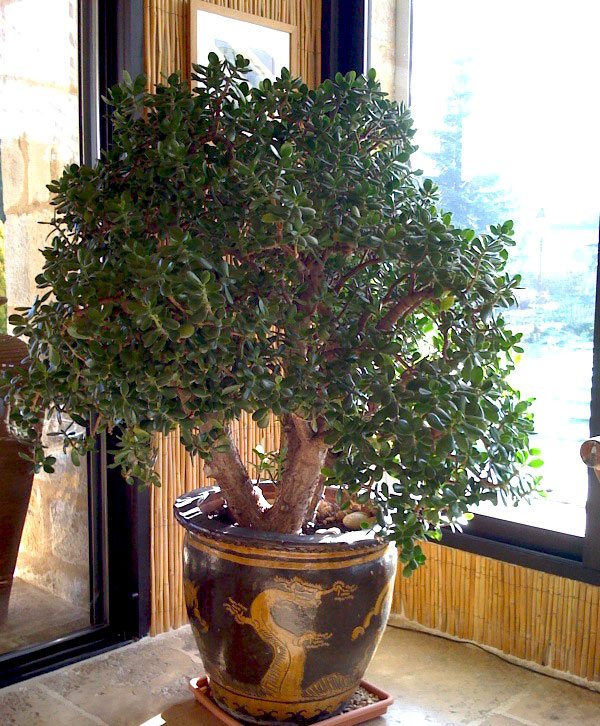 Trồng cây cảnh tốt lành này, như đặt vàng bạc trong nhà, trồng lâu sẽ thành bảo bối-4