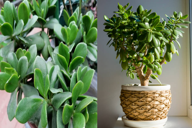 Trồng cây cảnh tốt lành này, như đặt vàng bạc trong nhà, trồng lâu sẽ thành bảo bối-6