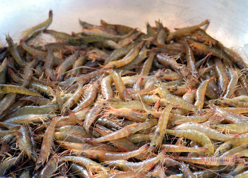 Tôm khô Rạch Gốc: Đặc sản 1,5 triệu/kg, hàng Tết đã cạn-2