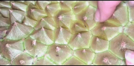 Có mẹo này, chỉ cần liếc qua cũng biết sầu riêng trái nào ngon trái nào dở!-1