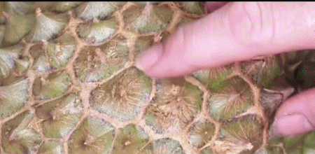 Có mẹo này, chỉ cần liếc qua cũng biết sầu riêng trái nào ngon trái nào dở!-2