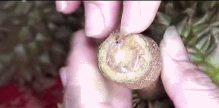 Có mẹo này, chỉ cần liếc qua cũng biết sầu riêng trái nào ngon trái nào dở!-3