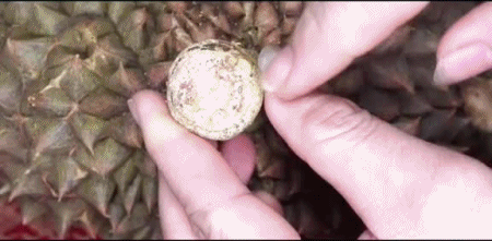 Có mẹo này, chỉ cần liếc qua cũng biết sầu riêng trái nào ngon trái nào dở!-4