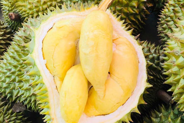 Giá sầu riêng tăng mạnh nhất ở Tiền Giang, đắt gấp ba lần năm trước-9