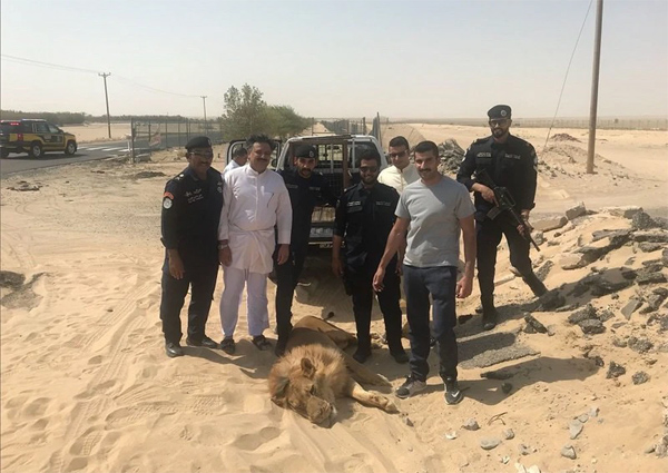 Sư tử sổng chuồng, dân báo cảnh sát nhưng họ chưa kịp tới thì đã sốc với diễn biến sau đó-3