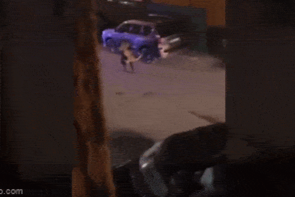 Clip: Người phụ nữ dùng tay không bế sư tử sổng chuồng trên phố-1