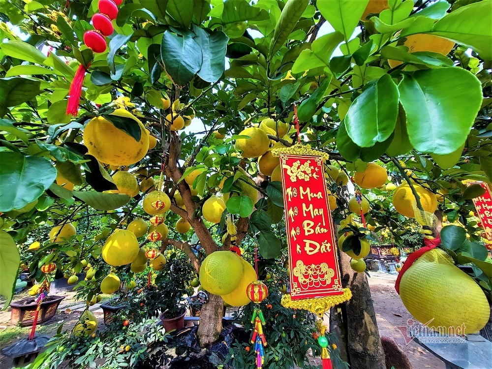 Bưởi Diễn đổ bộ Sài thành: 20 triệu/cây, trưng nửa năm chưa rụng quả-3