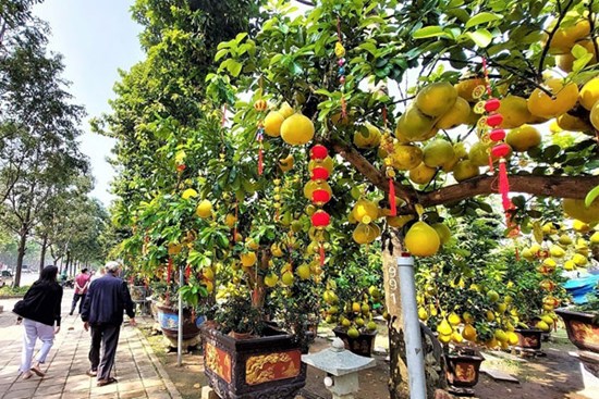 Bưởi Diễn đổ bộ Sài thành: 20 triệu/cây, trưng nửa năm chưa rụng quả