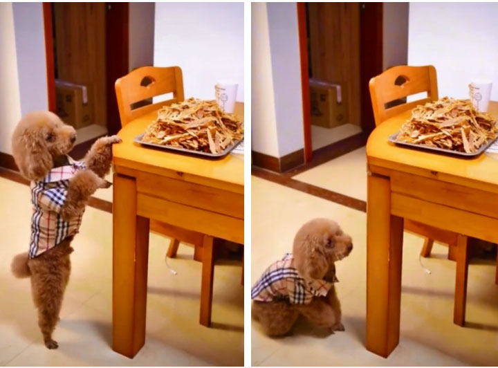 Thèm ăn vụng nhưng thịt trên bàn cao, chú chó lùn có pha tính kế vượt khó cực thông minh khiến dân tình phải trầm trồ-2