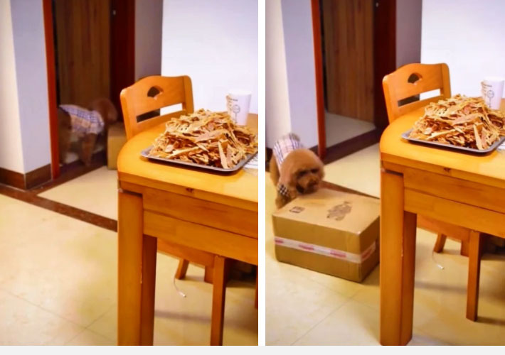 Thèm ăn vụng nhưng thịt trên bàn cao, chú chó lùn có pha tính kế vượt khó cực thông minh khiến dân tình phải trầm trồ-3