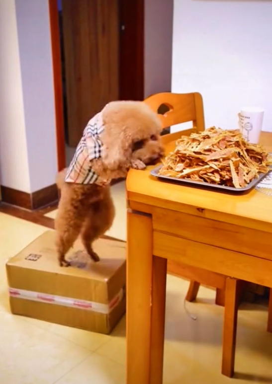 Thèm ăn vụng nhưng thịt trên bàn cao, chú chó lùn có pha tính kế vượt khó cực thông minh khiến dân tình phải trầm trồ-4