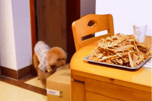 Xót xa khoảnh khắc chú chó hấp hối vẫn cố vẫy tay chào tạm biệt chủ nhân-1