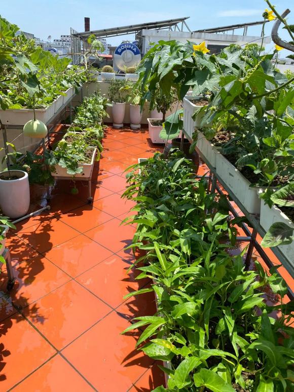 Trồng rau trên sân thượng không khó, nhưng làm sao để thu hoạch được nhiều và nước tưới không bị ngấm xuống nhà thì đây là bí quyết-4