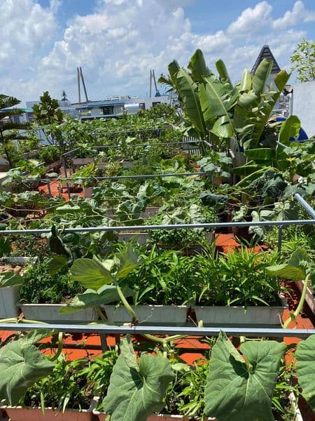 Trồng rau trên sân thượng không khó, nhưng làm sao để thu hoạch được nhiều và nước tưới không bị ngấm xuống nhà thì đây là bí quyết-6