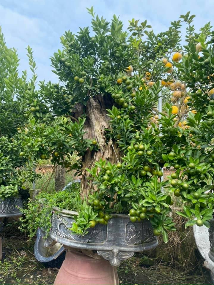 Chiêm ngưỡng quất ghép gỗ lũa trăm triệu phục vụ đại gia chơi Tết-1