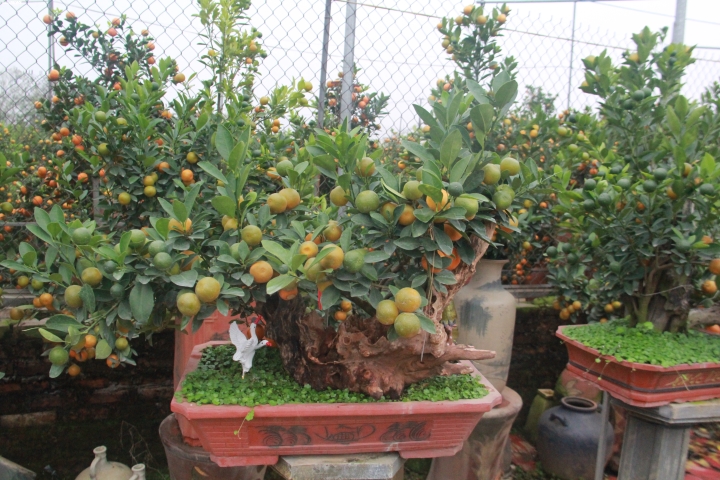 Chiêm ngưỡng quất ghép gỗ lũa trăm triệu phục vụ đại gia chơi Tết-10