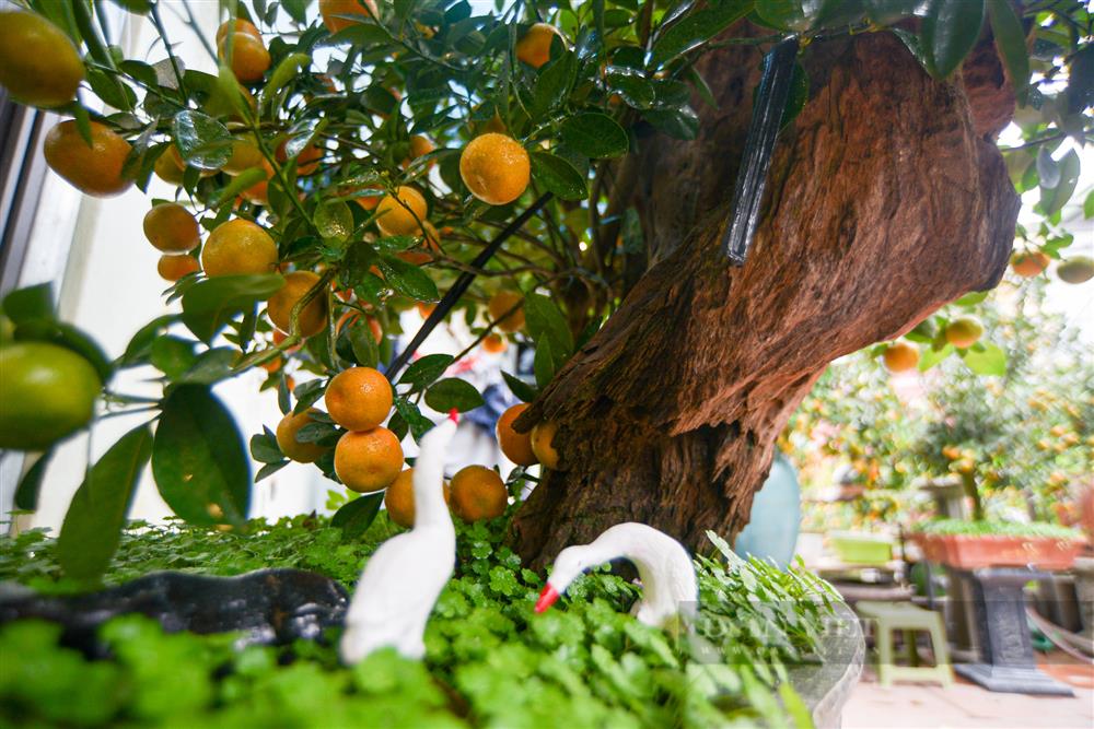 Chiêm ngưỡng quất ghép gỗ lũa trăm triệu phục vụ đại gia chơi Tết-2