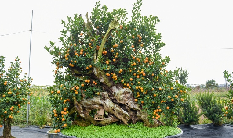 Chiêm ngưỡng quất ghép gỗ lũa trăm triệu phục vụ đại gia chơi Tết-3