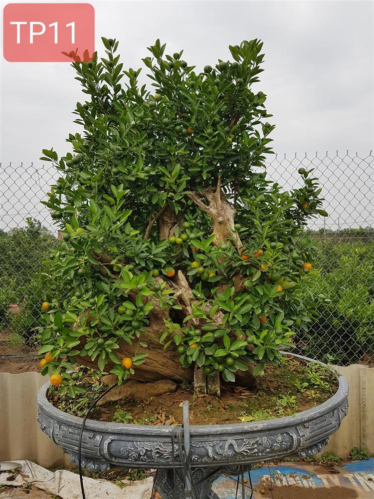 Chiêm ngưỡng quất ghép gỗ lũa trăm triệu phục vụ đại gia chơi Tết-5