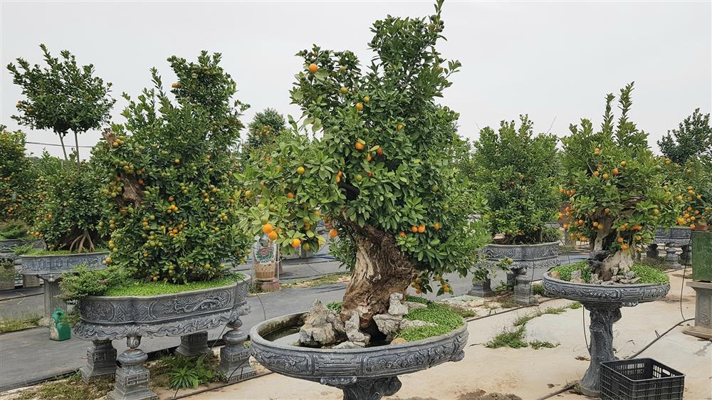 Chiêm ngưỡng quất ghép gỗ lũa trăm triệu phục vụ đại gia chơi Tết-6