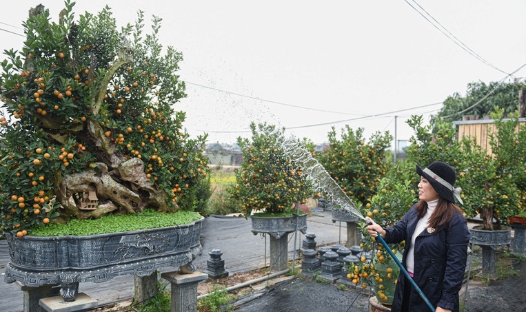 Chiêm ngưỡng quất ghép gỗ lũa trăm triệu phục vụ đại gia chơi Tết-7