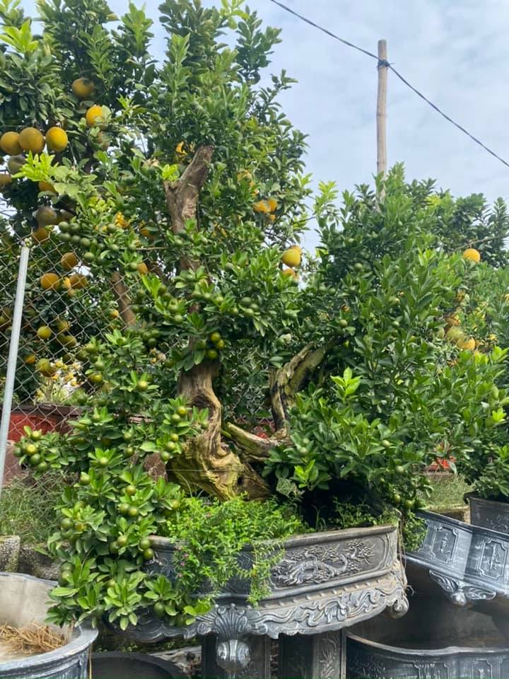 Chiêm ngưỡng quất ghép gỗ lũa trăm triệu phục vụ đại gia chơi Tết-8