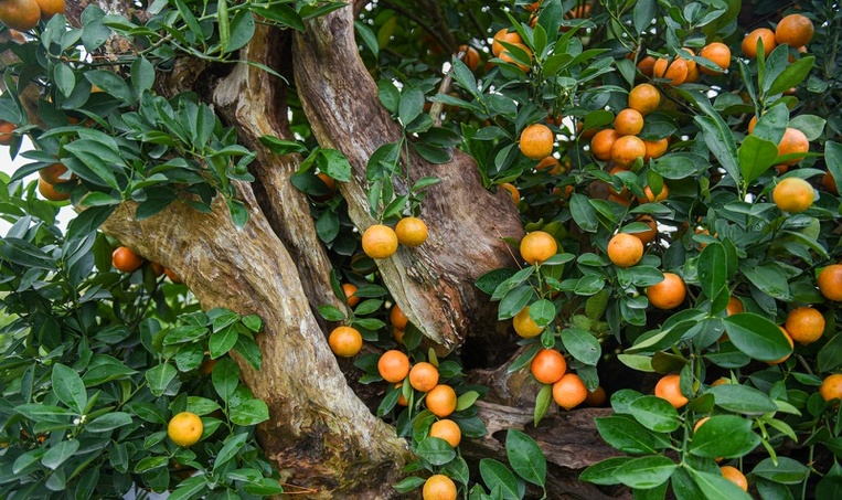 Chiêm ngưỡng quất ghép gỗ lũa trăm triệu phục vụ đại gia chơi Tết-9