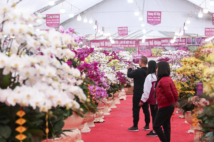 Đã mắt với những bình lan hồ điệp hàng trăm triệu đồng rực rỡ xuống phố-2