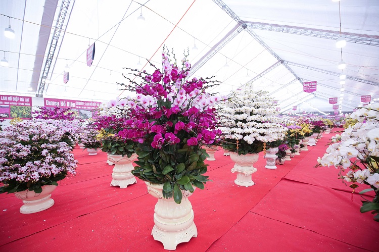 Đã mắt với những bình lan hồ điệp hàng trăm triệu đồng rực rỡ xuống phố-3