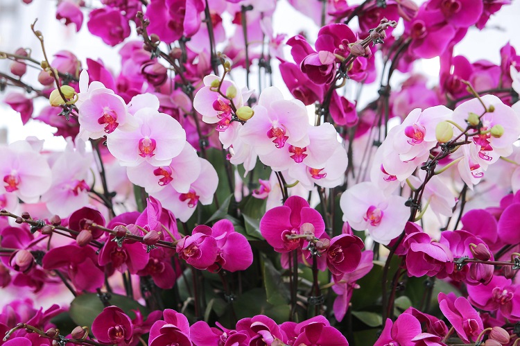 Đã mắt với những bình lan hồ điệp hàng trăm triệu đồng rực rỡ xuống phố-5