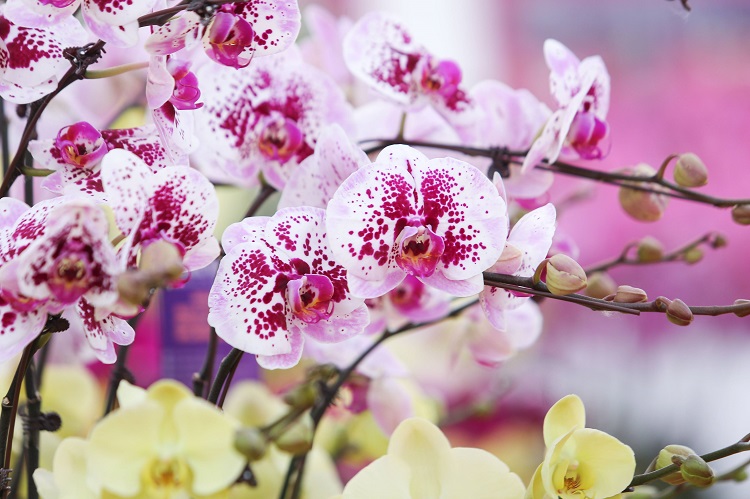 Đã mắt với những bình lan hồ điệp hàng trăm triệu đồng rực rỡ xuống phố-6