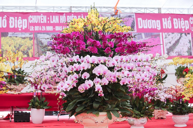 Đã mắt với những bình lan hồ điệp hàng trăm triệu đồng rực rỡ xuống phố-7