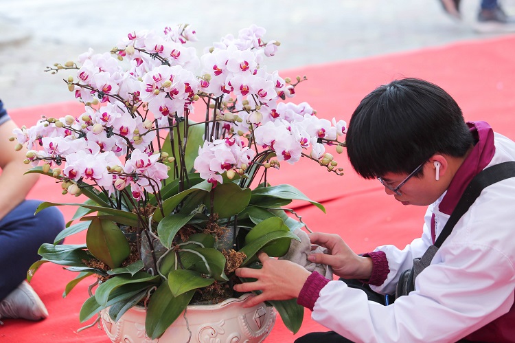 Đã mắt với những bình lan hồ điệp hàng trăm triệu đồng rực rỡ xuống phố-8