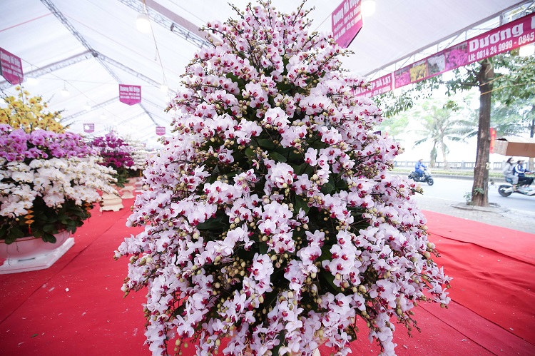 Đã mắt với những bình lan hồ điệp hàng trăm triệu đồng rực rỡ xuống phố-9