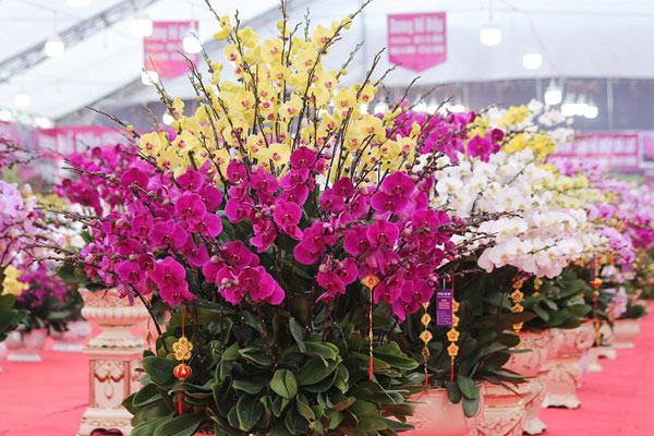 Tranh nhau mua lan tiến vua: Siêu rẻ, giá 13.000 đồng/cành-3