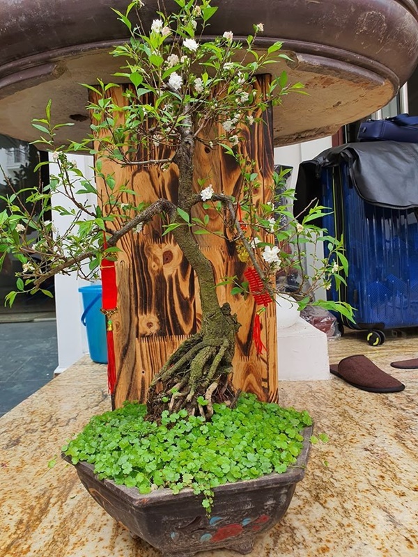 Ca sĩ Tuấn Hưng chiều vợ hết nấc, đầu tư mạnh tay&nbsp;cho biệt thự cao cấp ngập hoa tươi rực rỡ-10